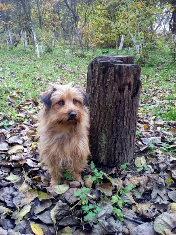 autor: jlez, Poland (tytuł: Natura 9011 - jesień, sad, liście i pies)
