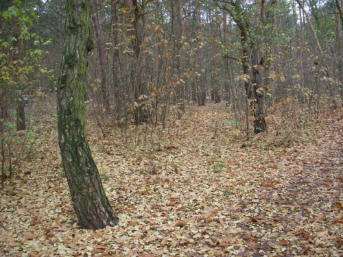 Lasek Lindego jesienią
