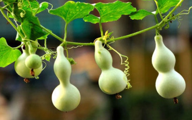 gourds