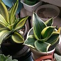 Sansevieria