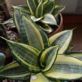 Sansevieria