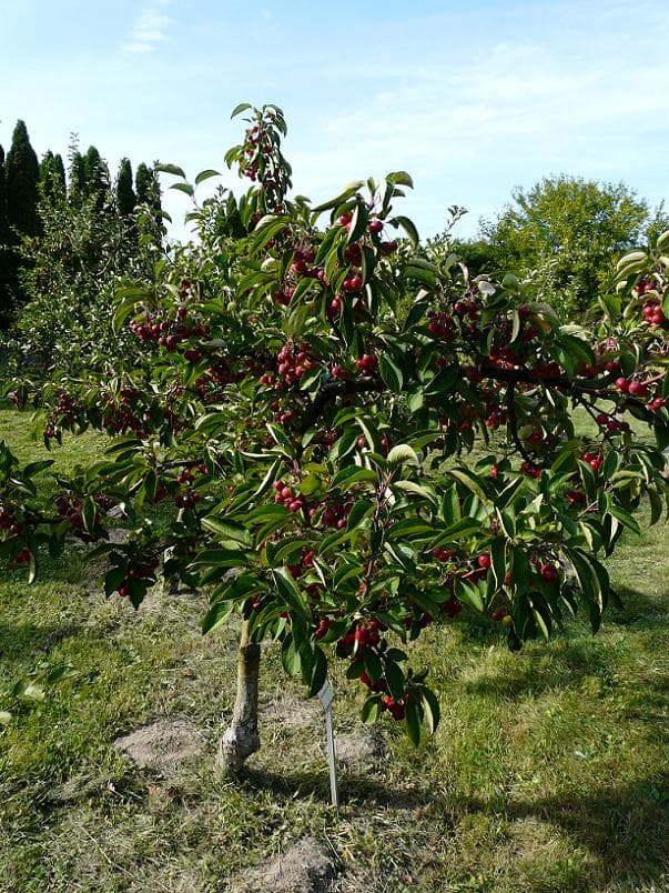 Malus hupehensis