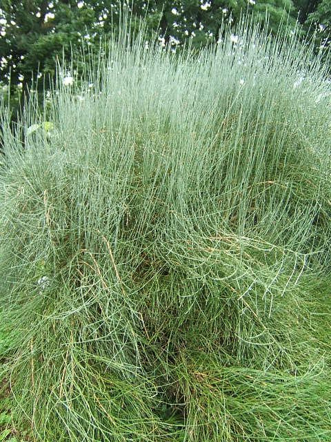 Ephedra equisetina