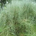 Ephedra equisetina