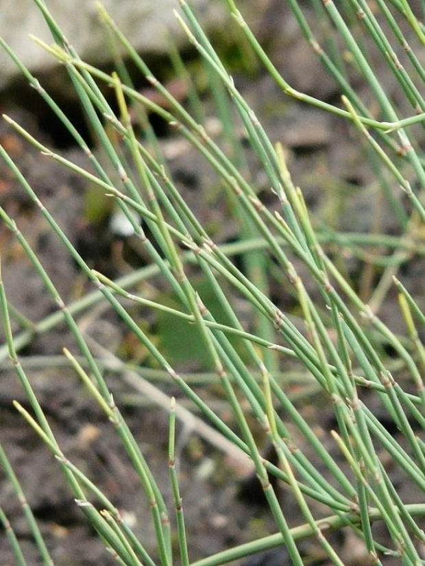 Ephedra gerardiana var.sikkimensis