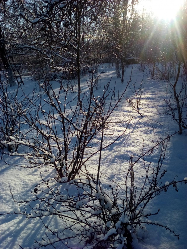 Zima w Polsce/Winter in Poland, Natura 15 239 (autor: jlez)