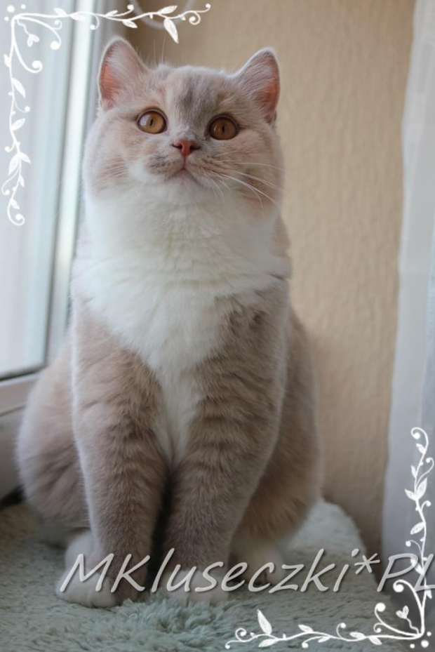 Laila - kot brytyjski krótkowłosy, szylkret płowy bikolor (BRI r 03)
