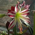 Hippeastrum Santiago