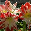 Hippeastrum Spartakus