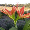 Hippeastrum Aulicum