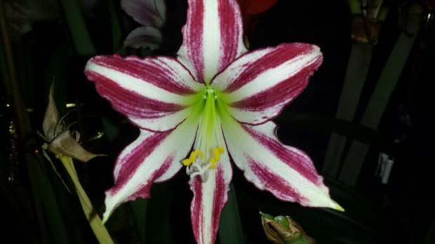 Hippeastrum Santiago