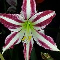 Hippeastrum Santiago