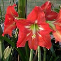 Hippeastrum Christmas Star