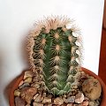 Echinocereus oklahomensis