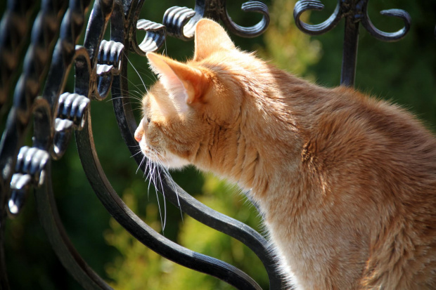 Nasze koty uwielbiaja być na balkonie :)