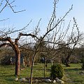Grusza I