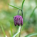 Fritillaria meleagris