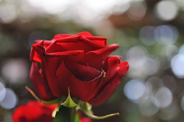 #kwiaty #ogrody #alicjaszrednicka