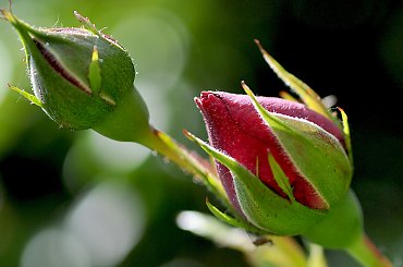 Kwiaty,owady w moim ogrodzie #kwiaty #ogrody #alicjaszrednicka