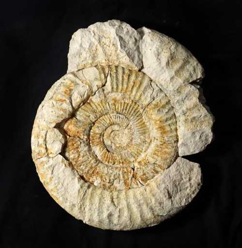 Perisphinctes sp. Częstochowa, Jasna Góra; dolny oksford 29 cm