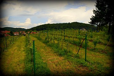 winnica podkarpackie, wino, Dolina Sanu, winnica Dolina Sanu #kie #wino #DolinaSanu #WinnicaDolinaSanu