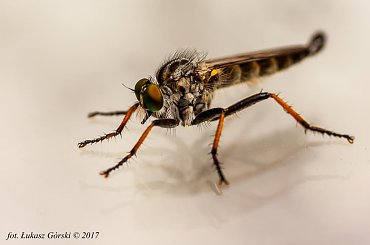 Łowik - latający zabójca #łowik #owady #makro