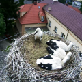 Najmłodszy bocianek jest chory. Zostanie wyjęty z gniazda i poddany badaniom.www.bociany.ec.pl