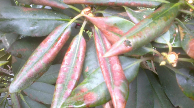 choroba rododendronu
