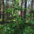 takie jagody rosną w szczecińskich lasach