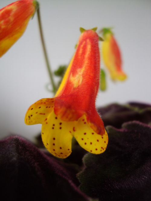 smithiantha Little One
