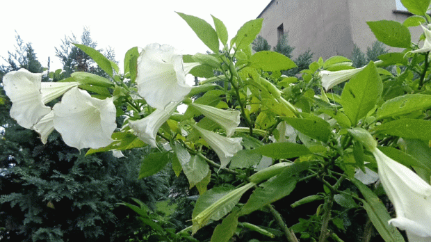 Datura biała