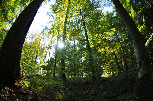 jesien #lasy #jesienne #drogi alicjaszrednicka-mondritzki