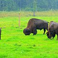 Safari bizon w Kurozwękach
