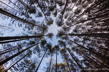 sięgając nieba ... #las #drzewa