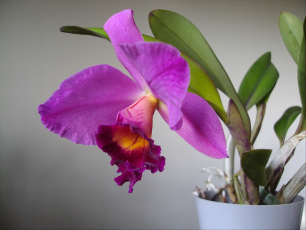 Cattleya NN