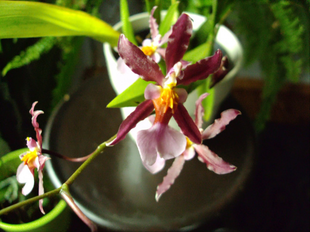 Oncidium Sharry Baby Sweet Fragrance