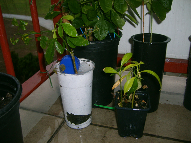 Swingle&Nagami seedlings after 70 h below 0 C