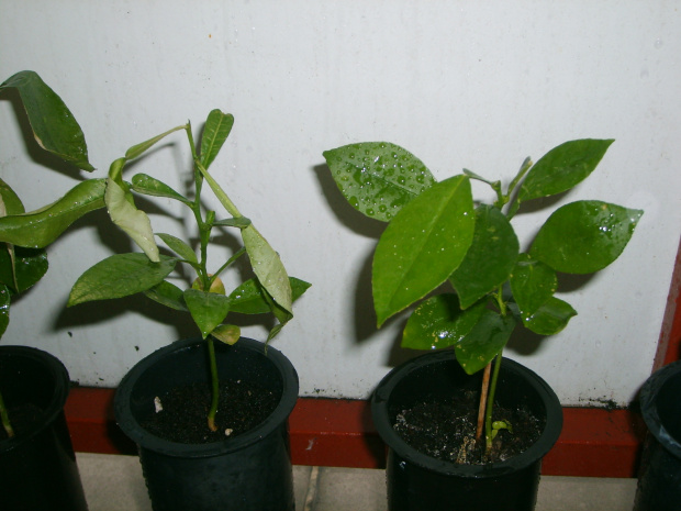 Pummelo seedlings after 70 h below 0 C
