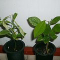 Pummelo seedlings after 70 h below 0 C